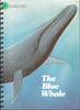 Blue Whale