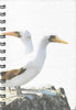 (Graphic Only) White Cover with an Image of 2 Coastal Birds